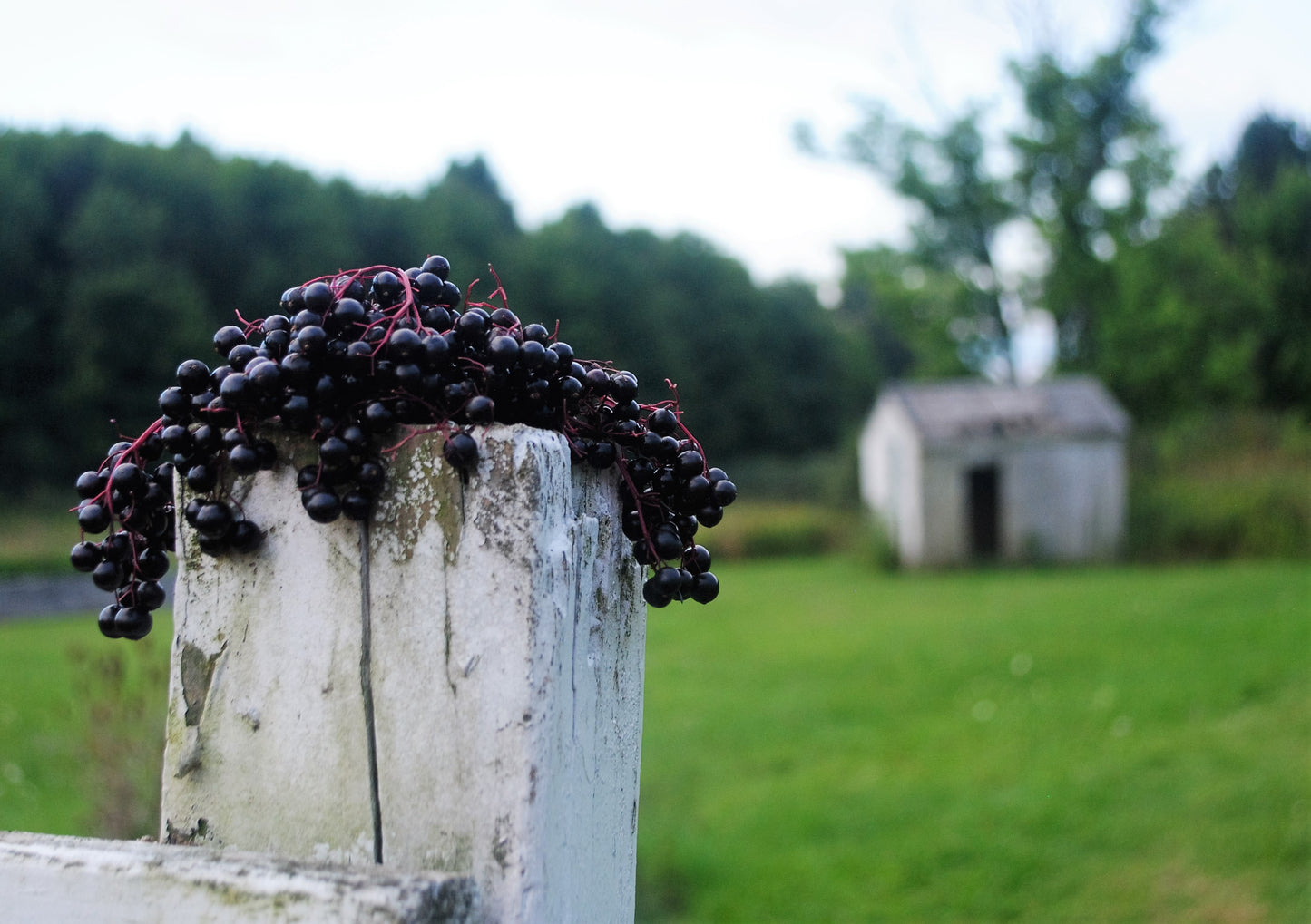 Elderberry Infused Honey