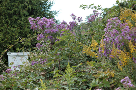 Golden Biscuits & Honey Box