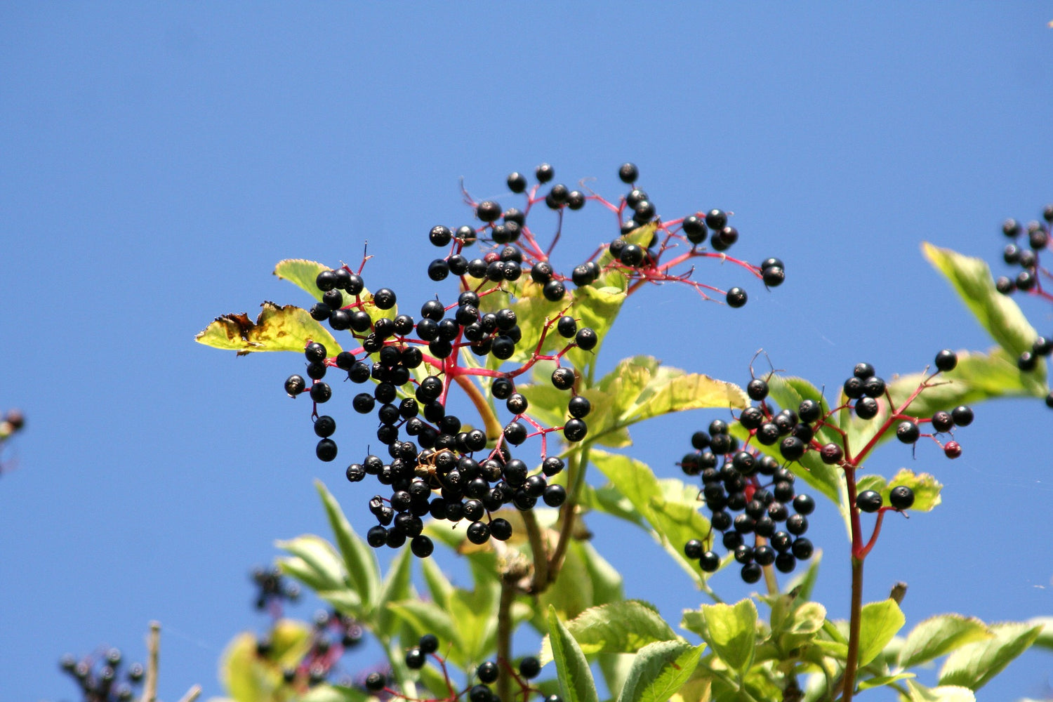 Elderberry Favorites